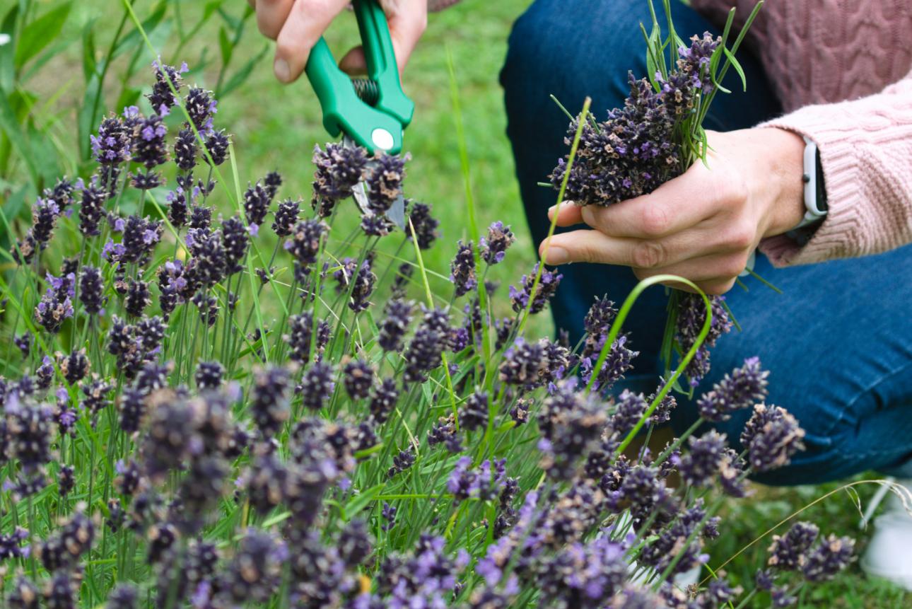 Lavendelernte im Garten